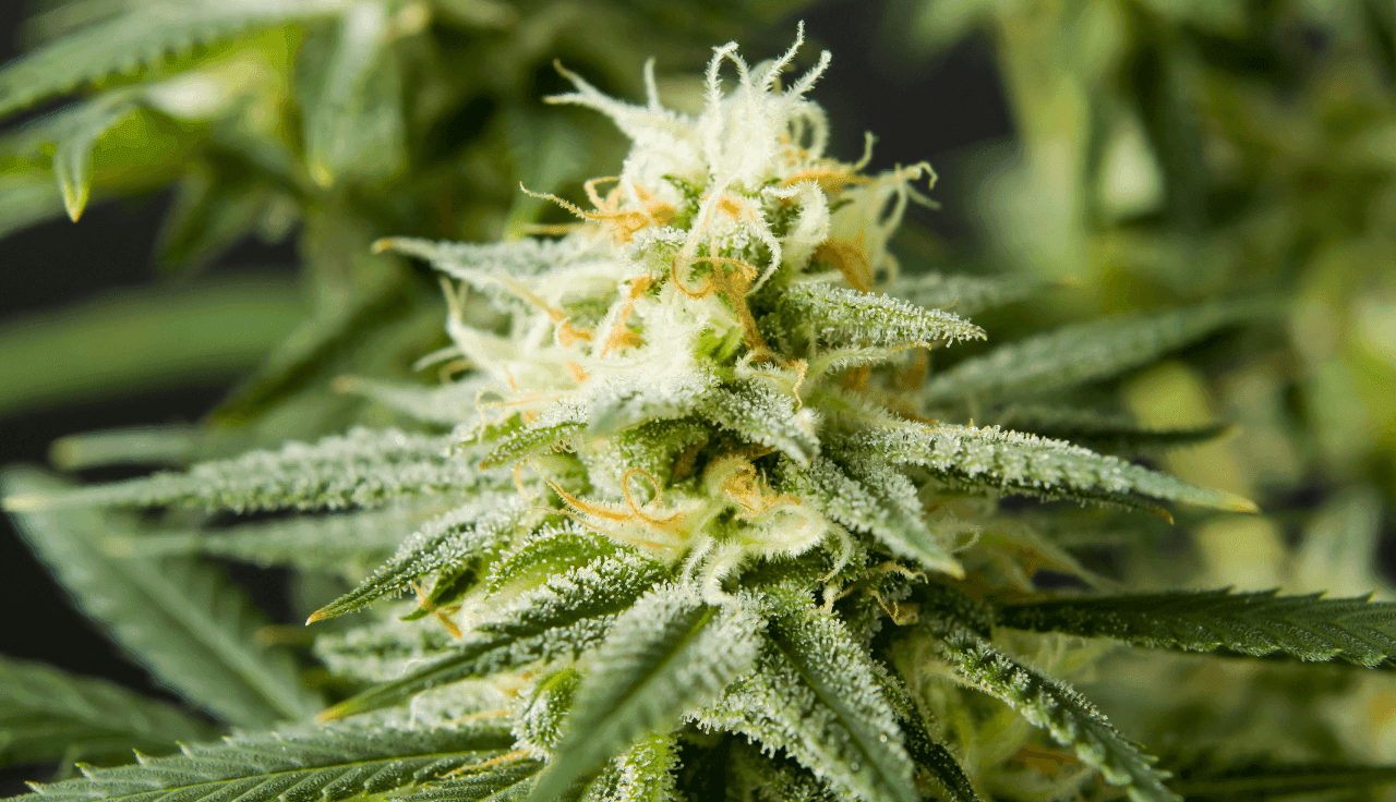 Nahaufnahme einer Cannabispflanze